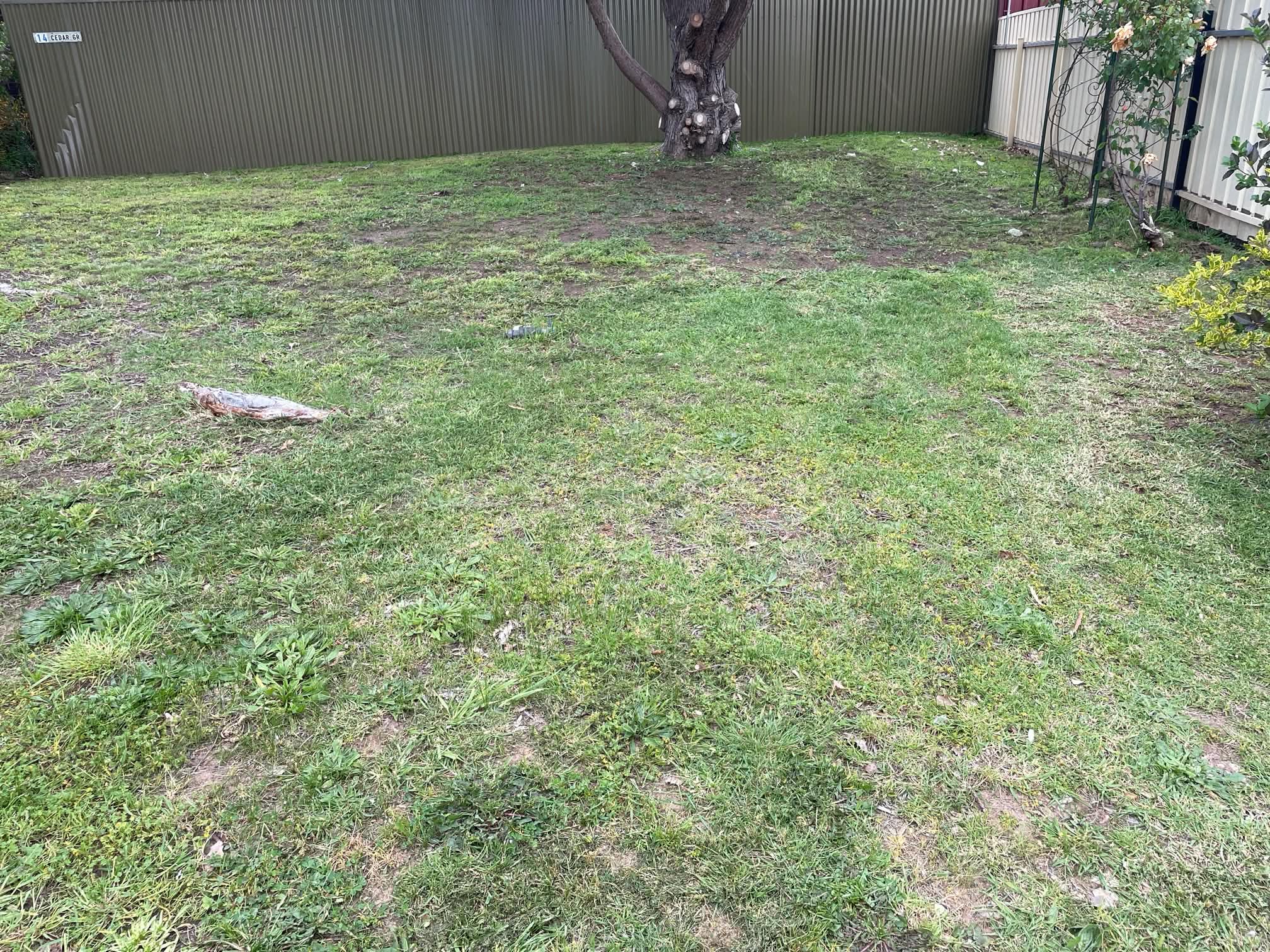 Freshly cut lawn beside a garden fence
