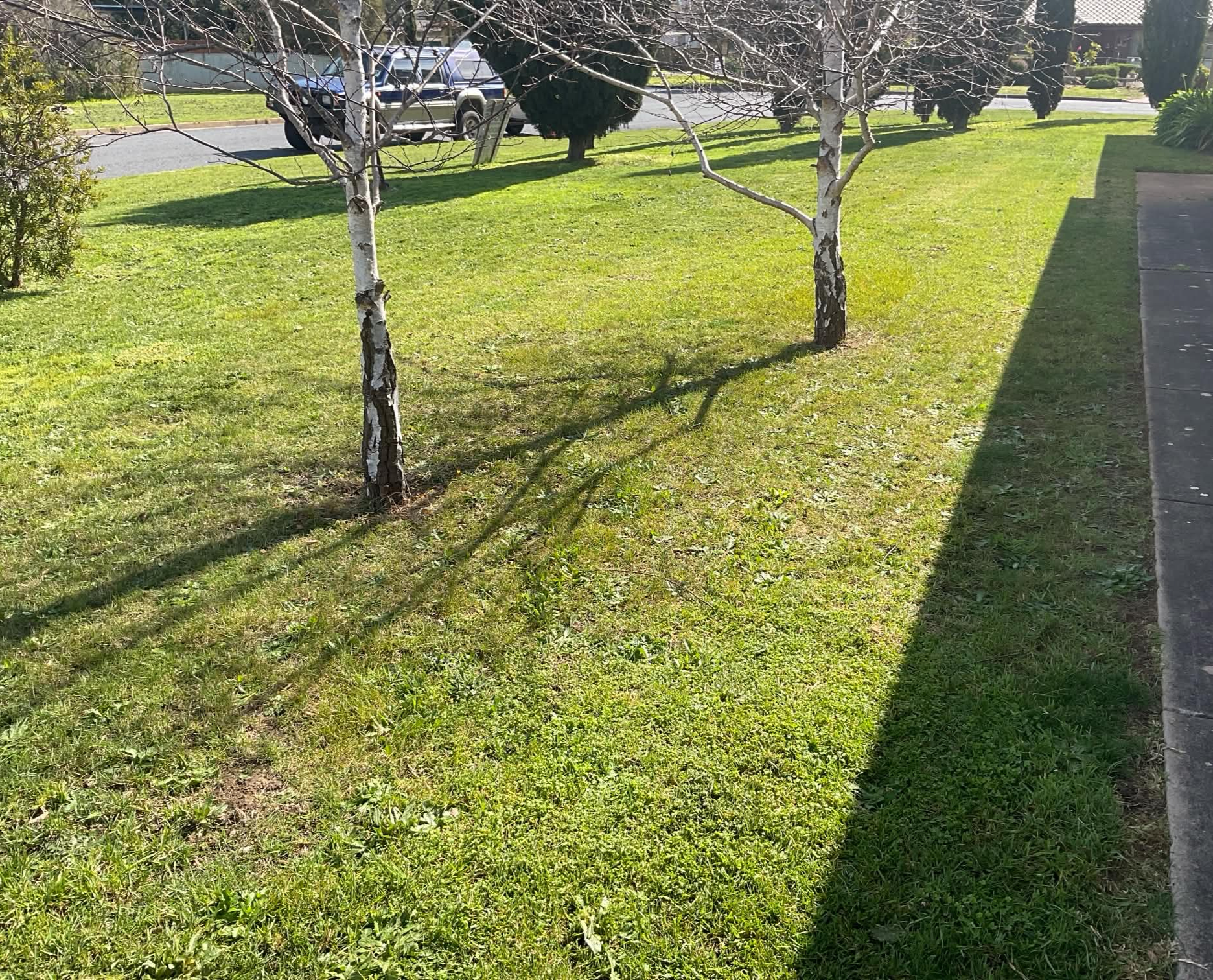 A sunny lawn and garden path in the shade of birch trees